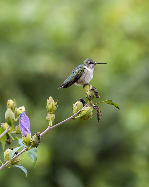 Hummingbird