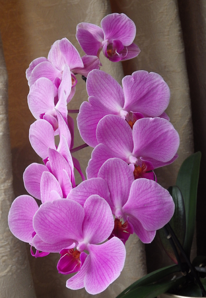 Just one single orchid