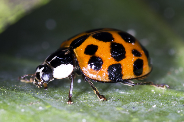 Ladybird Beetle