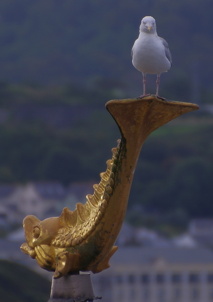 Morning perch
