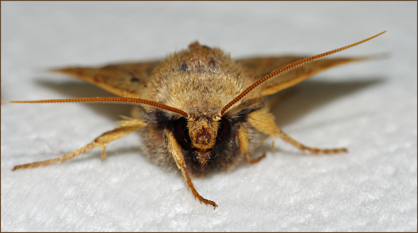 Moth