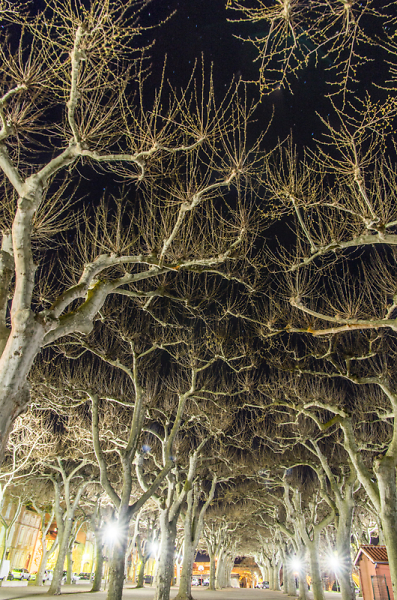 Night time Canopy.