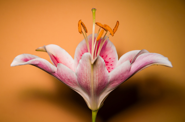 Orange Lily
