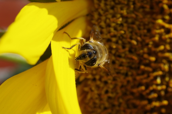 Pollen count