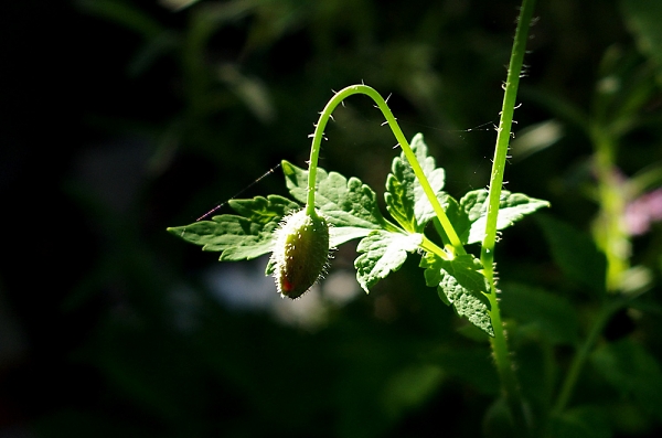 poppy in a sunbeam