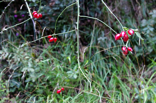 Sicilian Plant