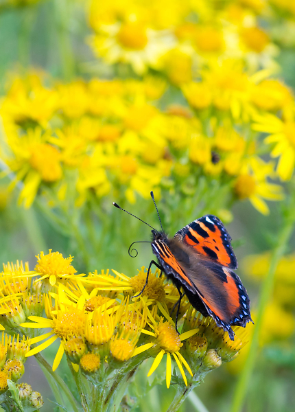 Small Tortoiseshell
