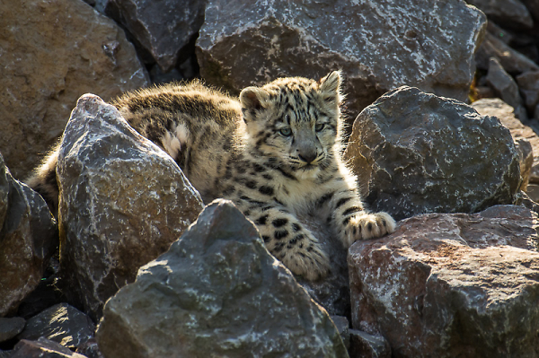 Snow Leopard Cub