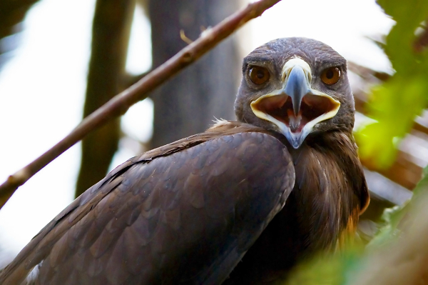 Steppe eagle