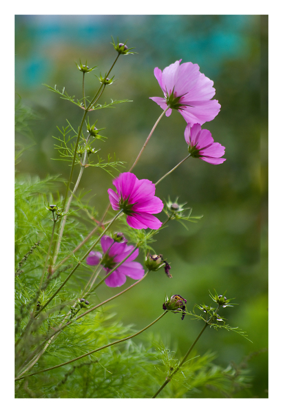 still flowering