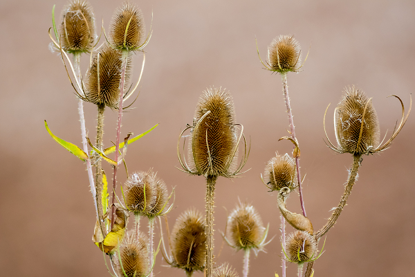 Teasel