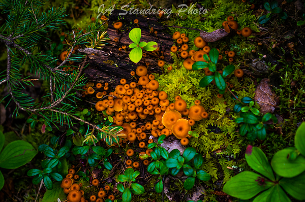 The Forest Floor