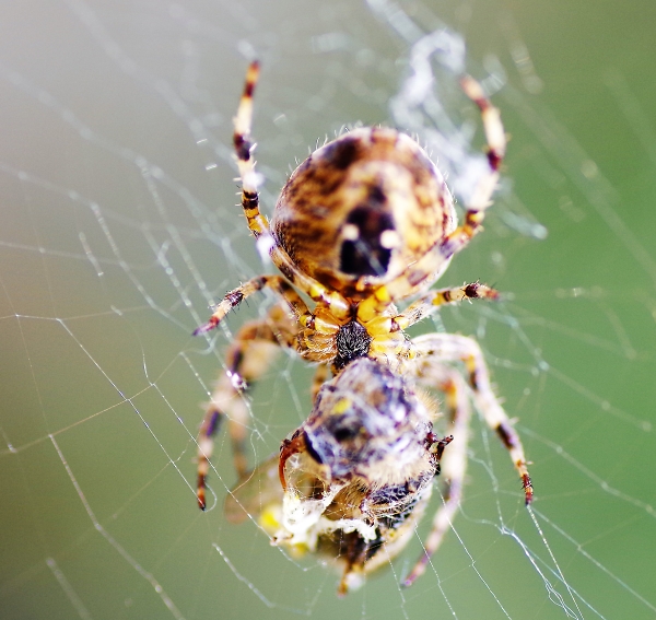 wasp in spiders web