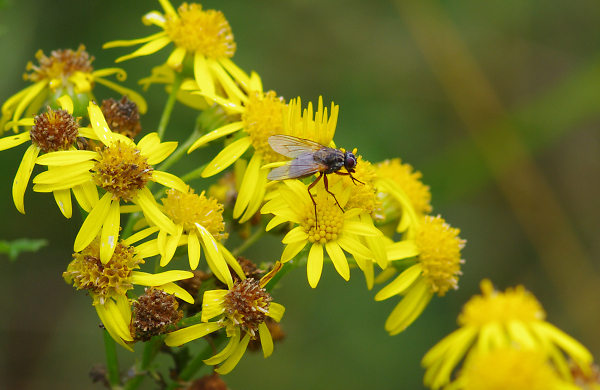 Wild Flowers & Fly