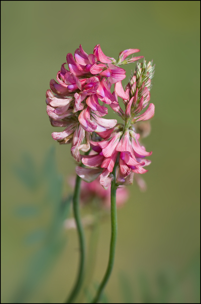 wildflower still flowering