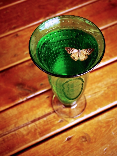 Winged Perdicament