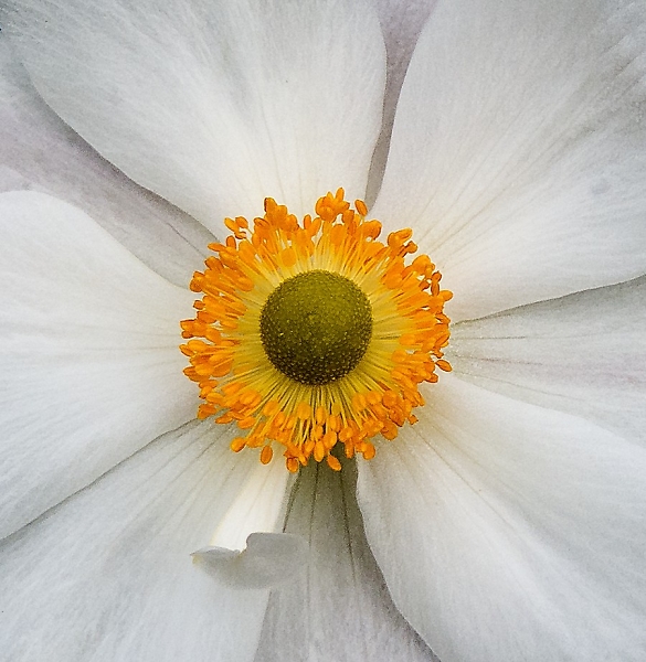 Yellow and white