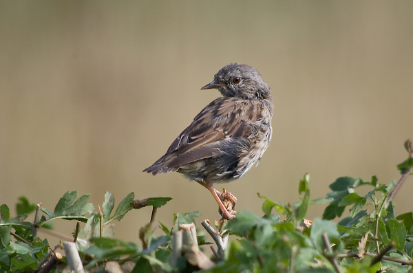 young sparrow