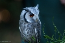 Horned Owl (Assiolo) border=