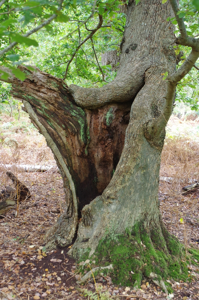 Ancient Oak in colour