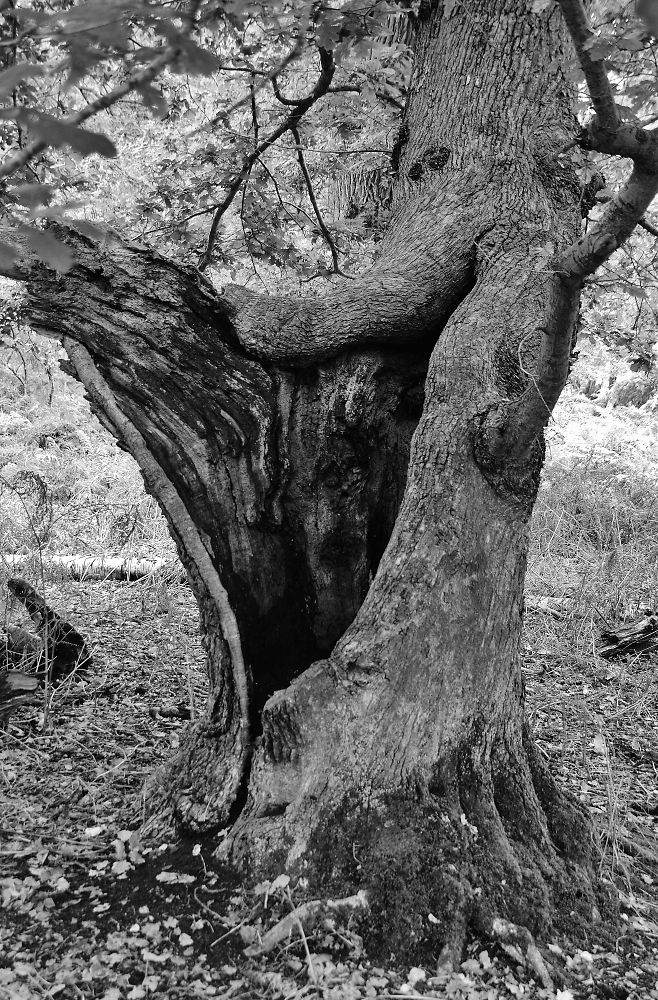 Ancient Oak