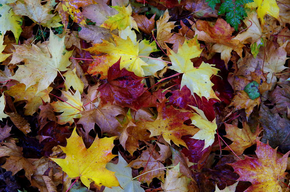 Autumn Carpet