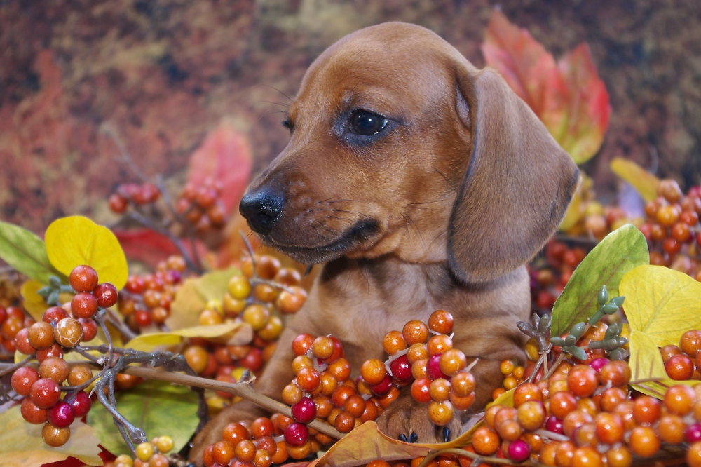 Autumn Dachshund Puppy