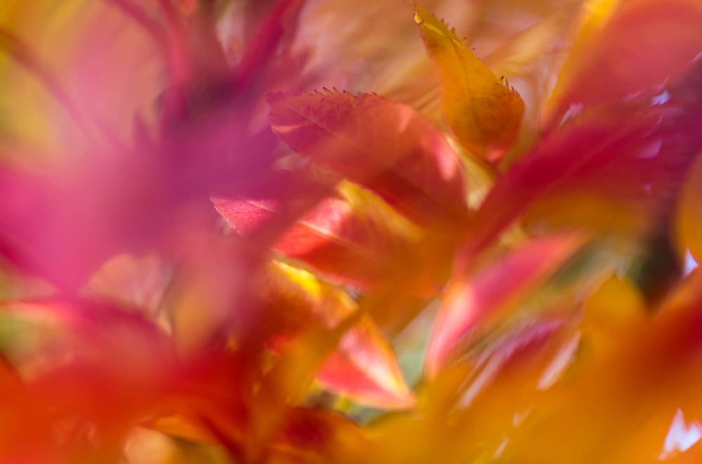 autumn splash