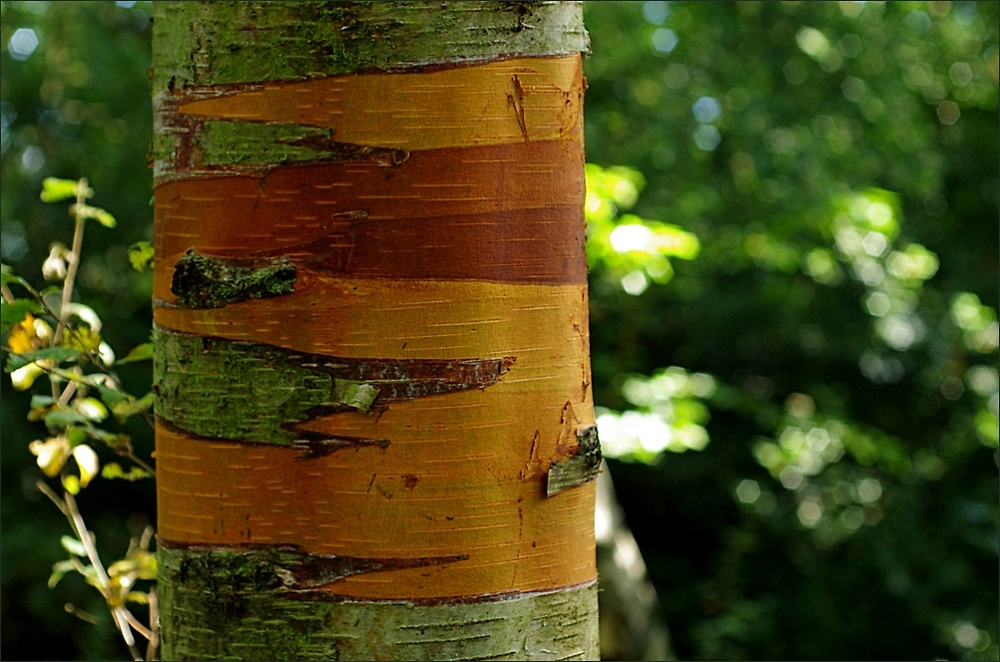 birch bark