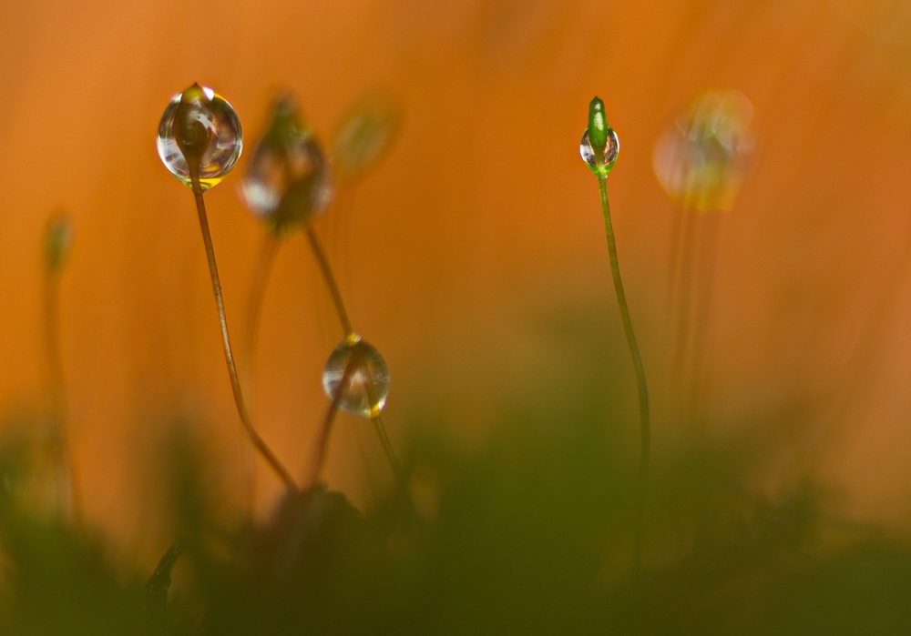 droplet