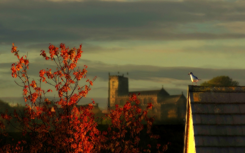 Fiery Autumn tree, a photo bombing Seagull and the local Church