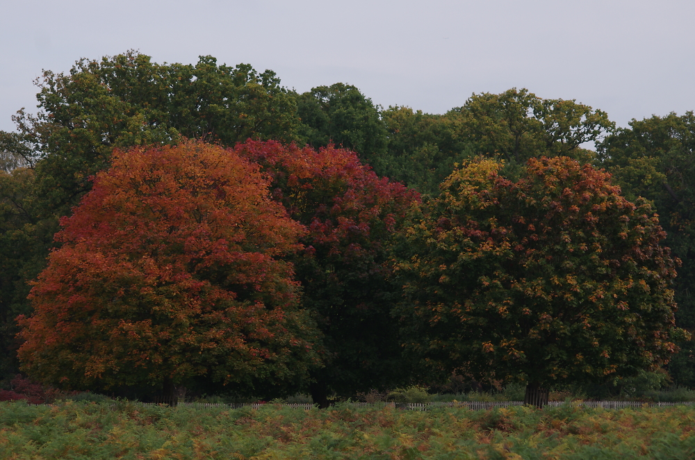 Flaming Autumn