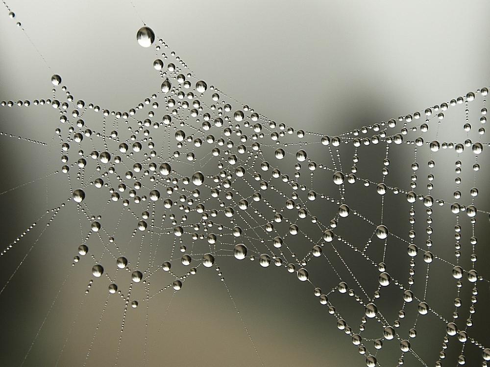 Misty morning web
