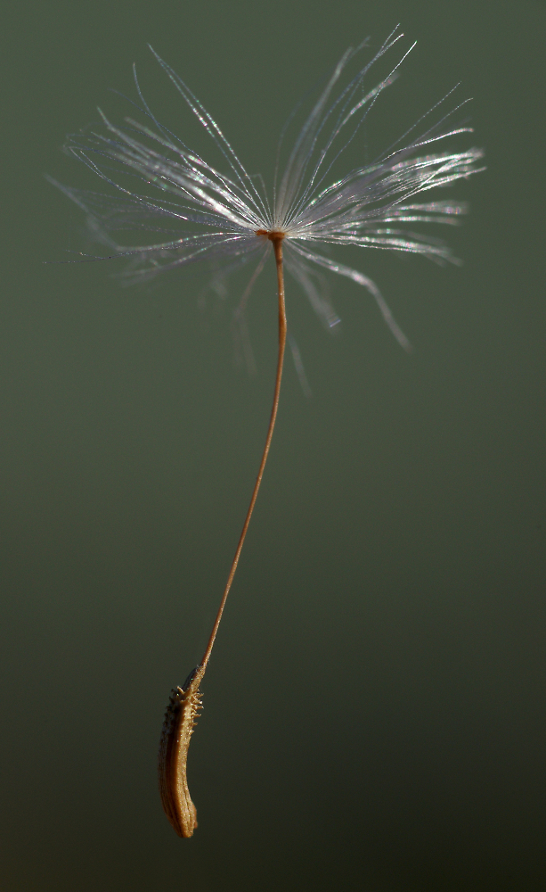 Seed