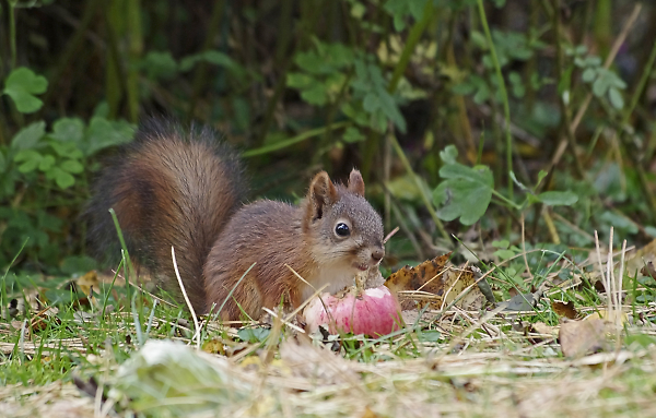 A young apple eater