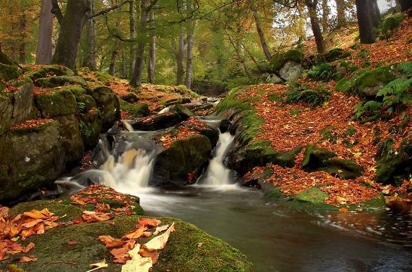 Autumn Falls