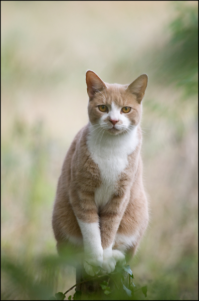 cat on a post