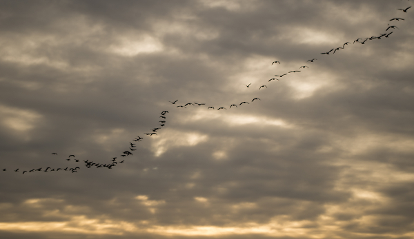 Dawn flight
