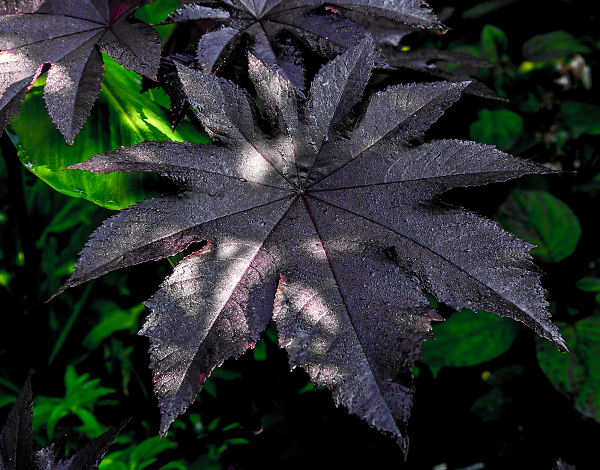 Deep Purple