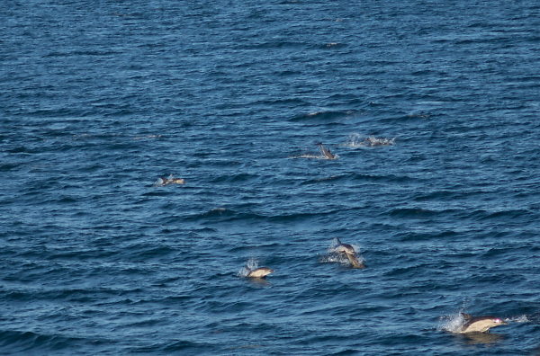 Dolphins