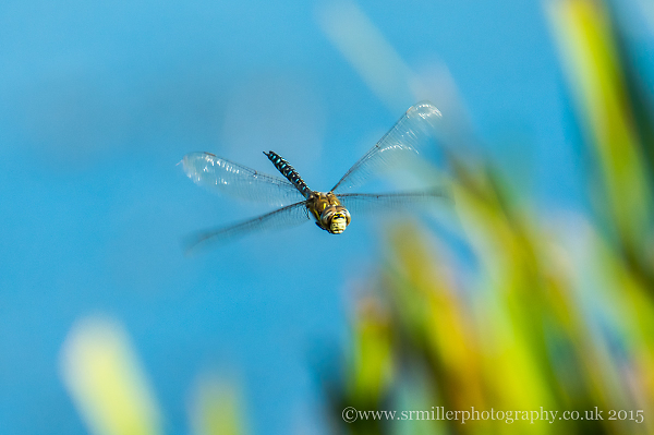 Dragonfly in flight 2