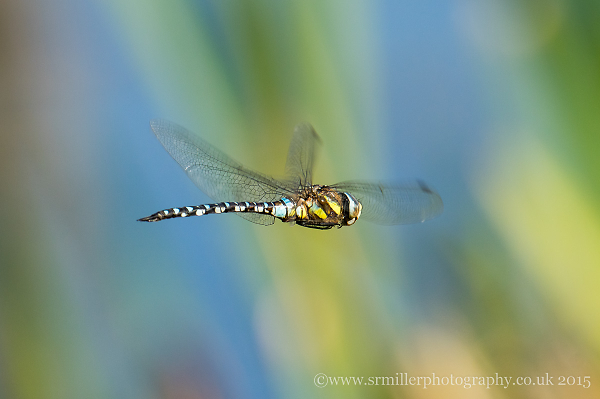 Dragonfly in flight