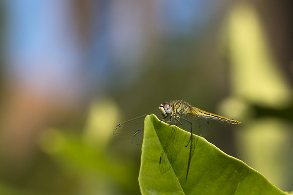 Dragonfly
