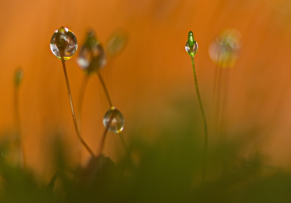 droplet