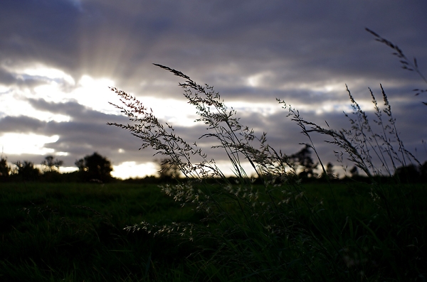 flowering grass
