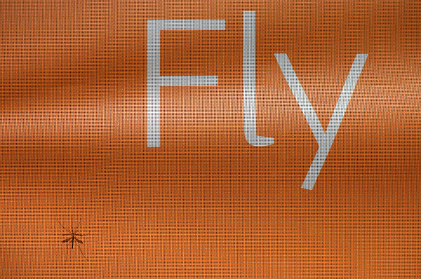 Fly