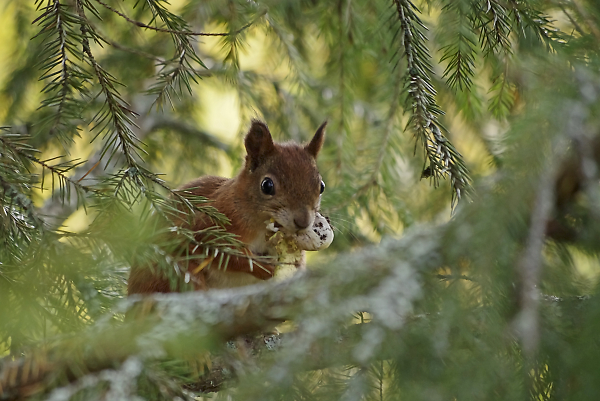 Hiding food for winter