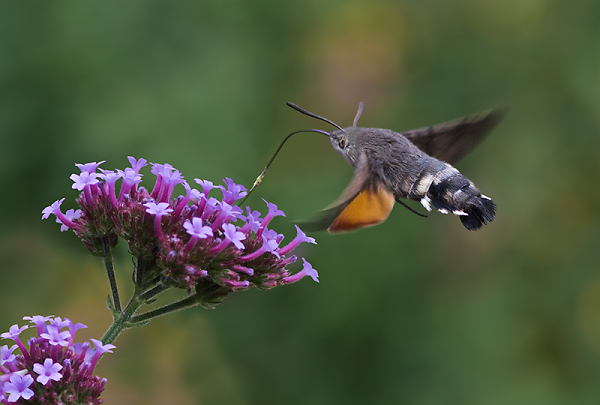 In Flight Refuelling