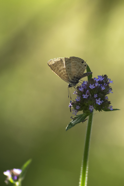 Insect World