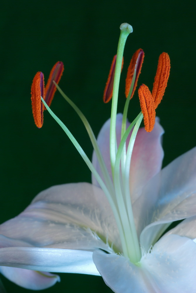 lily